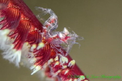 Horned Sea Pen Shrimp by Gabriel De Leon Jr 